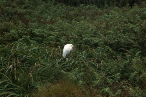 Cattle Egret Vagrant