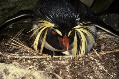 Rockhopper Penguin
