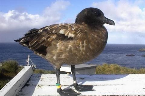 Sub Antarctic Skua