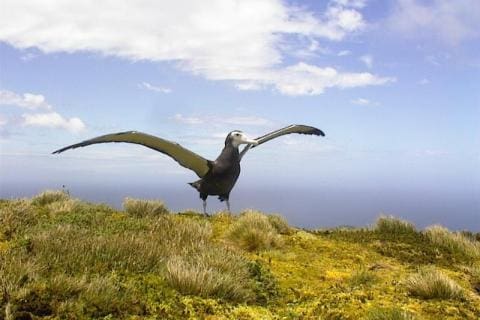 Wandering Albatross