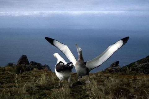 Wandering Albatross