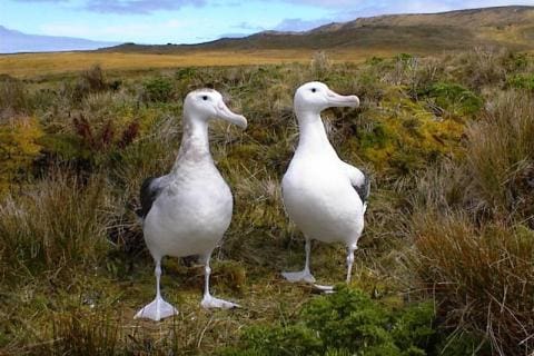 Wandering Albatross