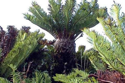 Fern Tree