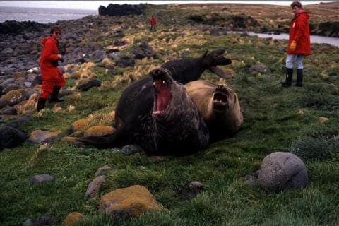 Elephant Seals