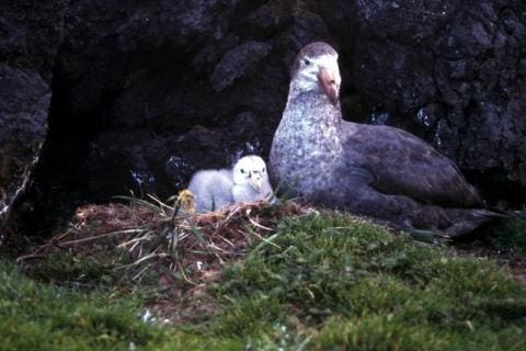 Giant Petrel Chick