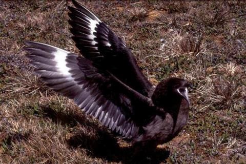 Sub Antarctic Skua