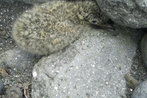 Tern Chick