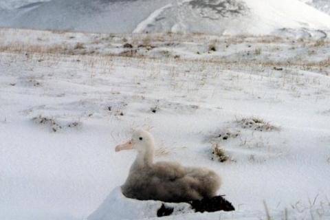 Wandering Albatross and Chick