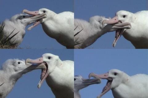 Wandering Albatross and Chick