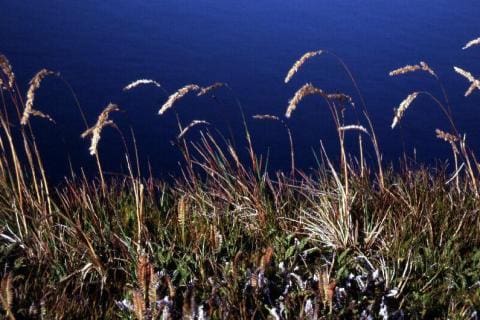 Agnostis magellanica