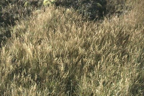 Agrostis stolonifera