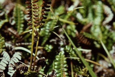 Blechnum penna marina