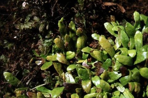 Grammitis kerguelensis