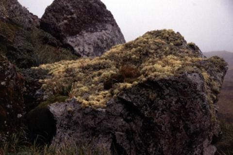 Lichens
