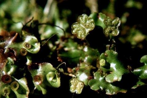 Marchantia beteroana