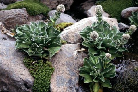 Pringlea antiscorbutica