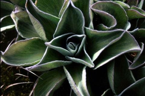 Pringlea antiscorbutica