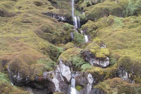 Grey-headed Waterfall