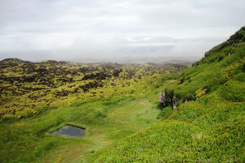 Santa Rosa and Grey-headed Ridge