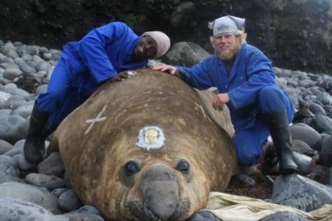 Marion Island Marine Mammal Programme