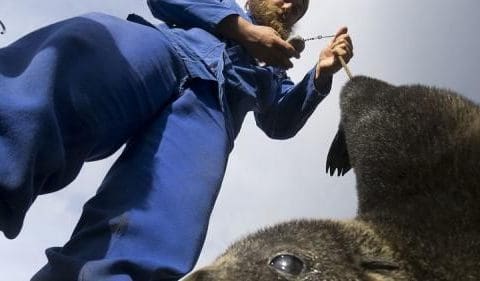 Marion Island Marine Mammal Programme