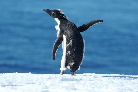 Adelie Penguin