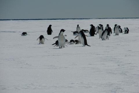 Adelie Penguins