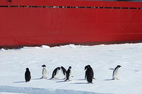 Adelie Penguins