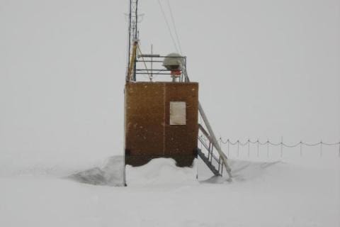 Emperor Penguin Chicks