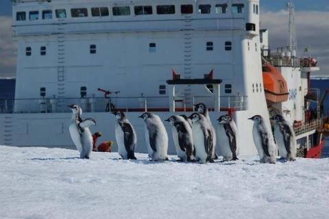 Emperor Penguin Chicks and S.A. Agulahs