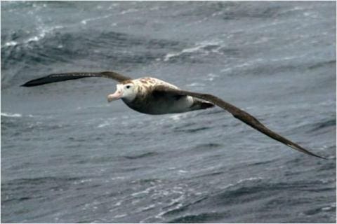 Wandering Albatross