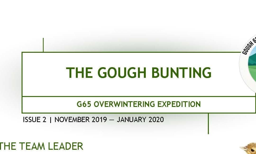 Gough Bunting December 2019 – January 2020