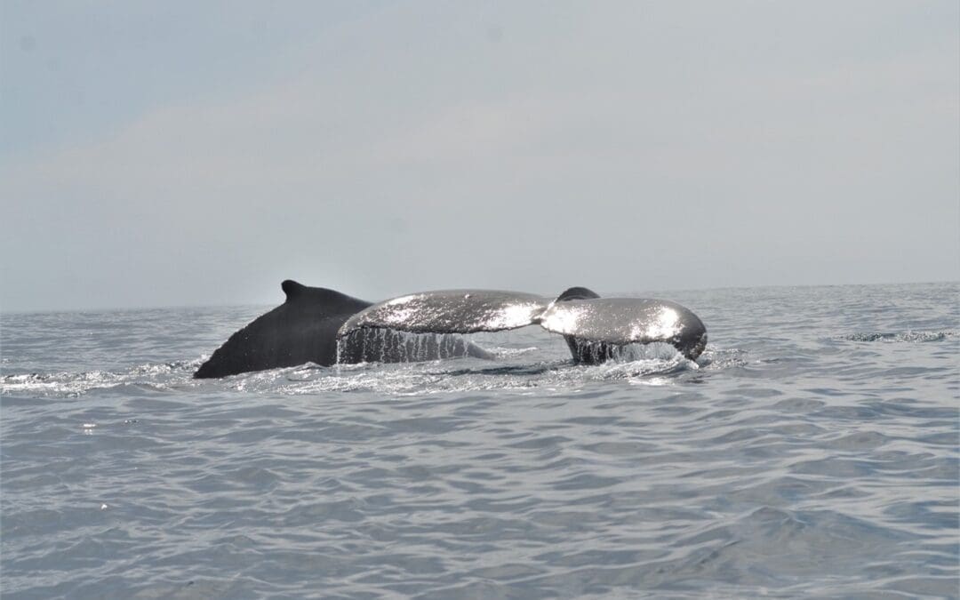 SCALE-WIN22: Science Team Top Predators