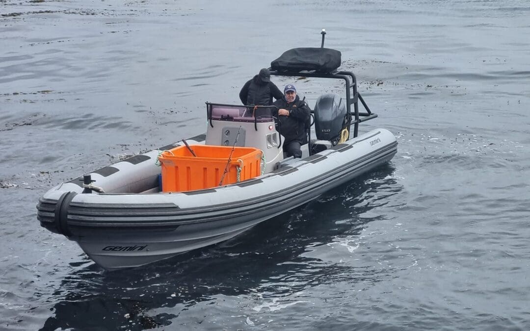 Gough Island Expedition 2023: Mammal Research