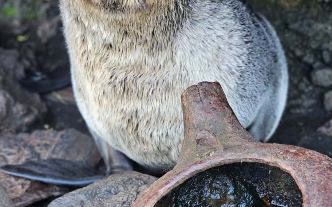 The Wanderer Issue 3 now available online