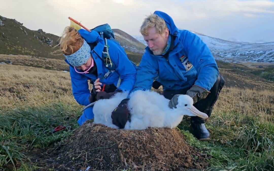 Marion Island Take-Over 2024 Ornithology Project