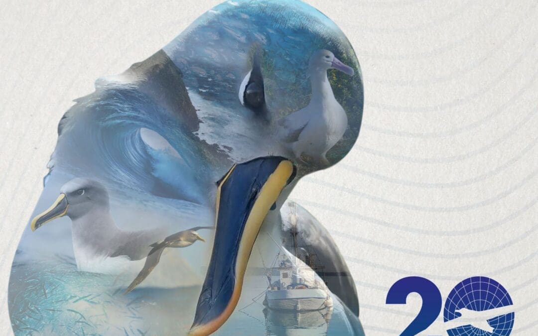 World Albatross Day 19 June