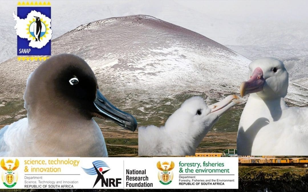 DFFE Press Release: H5n1confirmed on Subantarctic Marion Island