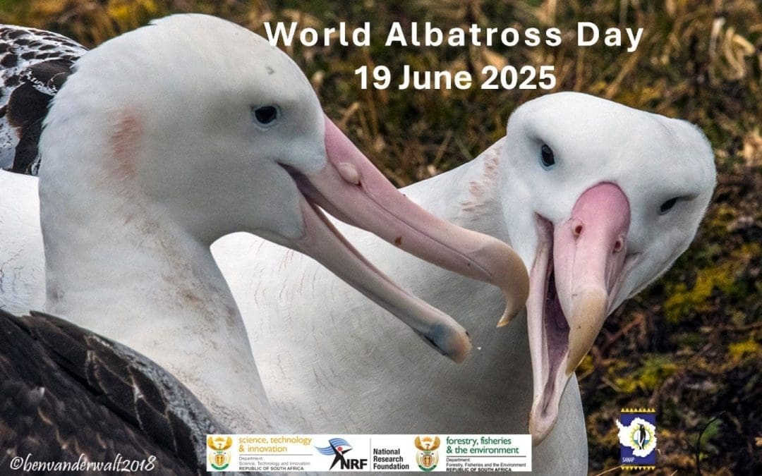 Celebrating World Albatross Day – Protecting Giants of the Southern Ocean