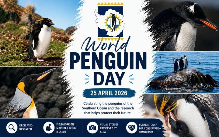 World Penguin Day 2026 – Celebrating SANAP Research & Conservation
